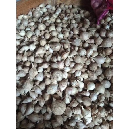 

BEST RATING Bawang Putih Tunggal / Lanang LOKAL 500 Gram ⁂ 882