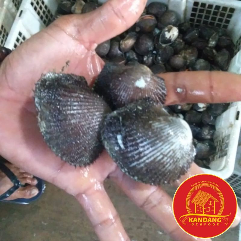 

Kerang Bulu Hidup Fresh Segar 1 Kg