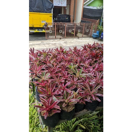 Bromelia tricolor murah - tanaman bromelia 3 warna pink murah