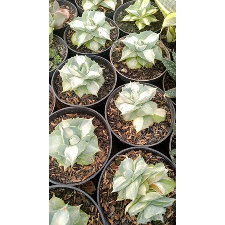 Agave Shoji Varigata