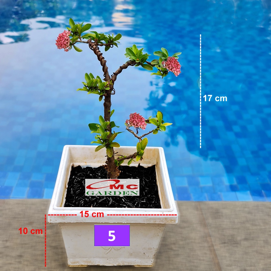 Tanaman Hias Bonsai Bonsae Mame Soka Mini Asoka Jepang Ixora Pink Jambon B-SMP-007