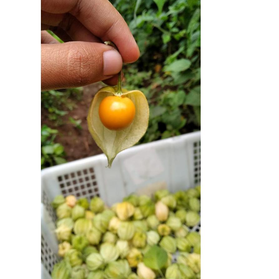 

11.11✔️Ciplukan Fresh Murah 500gram -Cecenet - Golden berry|KD7