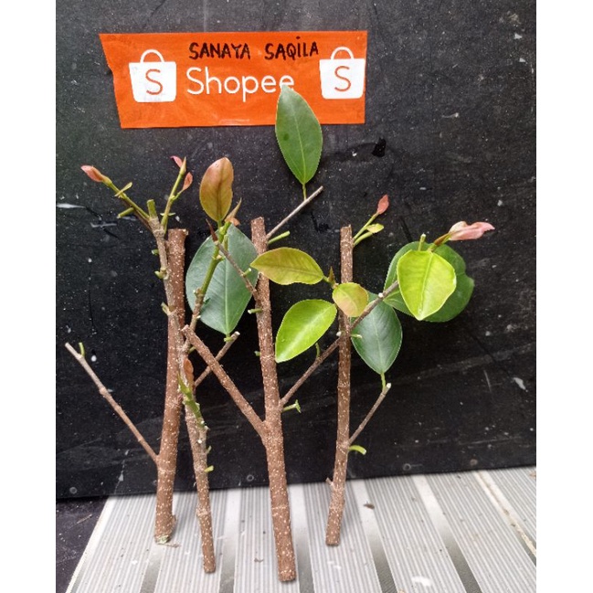 Bibit stek iprik pucuk merah