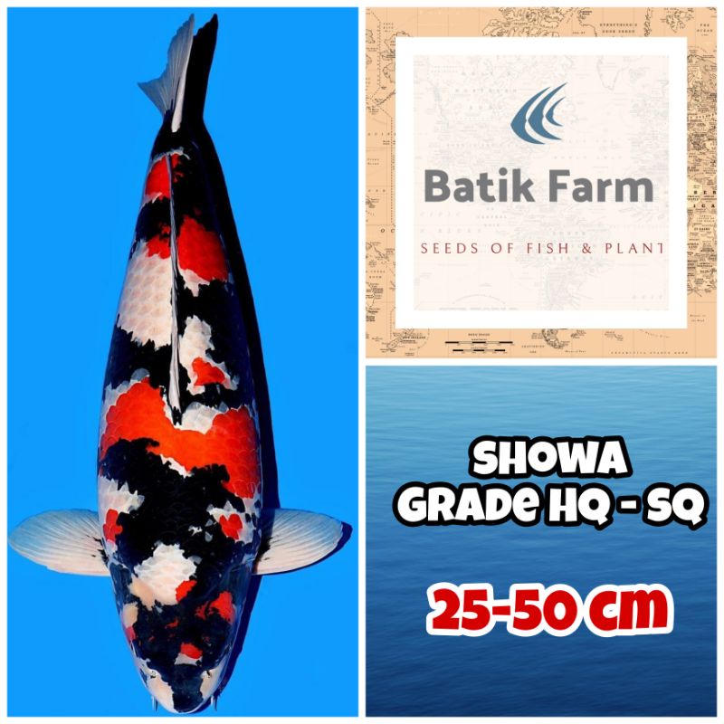 Ikan Koi Showa - Grade HQ-SQ - Koi Showa - Ikan Koi Blitar - Koi Jumbo - Showa Doitsu/Sisik - Ikan K