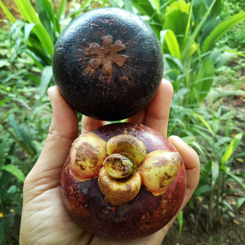 Pupuk Organik Pelebat Buah Dan Booster Manggis Cepat Berbuah Lebat