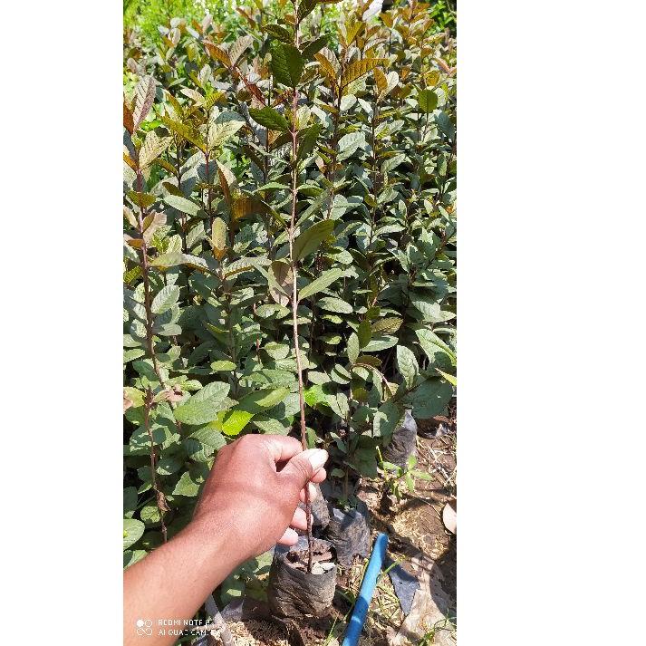 ☪ bibit jambu kristal merah Australia ⇨