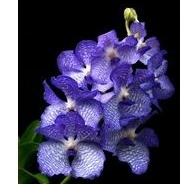 Vanda corulea (truth spesies)