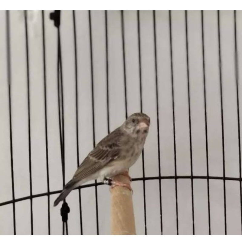 burung sanger gacoran