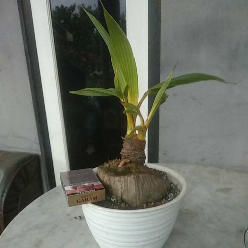 Jual Kelapa Cabang, Kelapa Unik | Shopee Indonesia