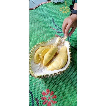 

Durian Pusaka