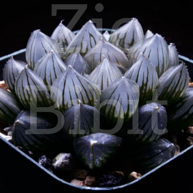 Benih-Bibit-Biji Kaktus Sukulen Import Hias Mini Tanaman Kaktus Geisha