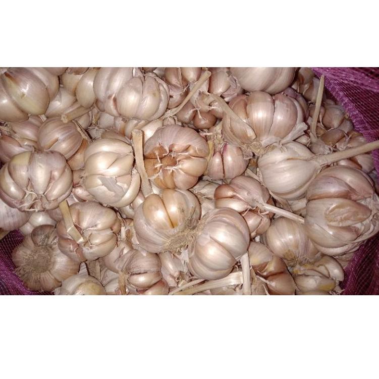 

↙ bawang putih murah / bawang putih super / bersih 500gr ヶ