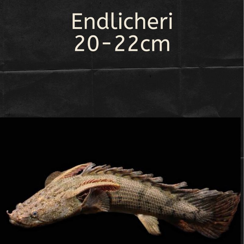 Palmas Endlicheri Ikan Naga Hias Tankmate Arwana