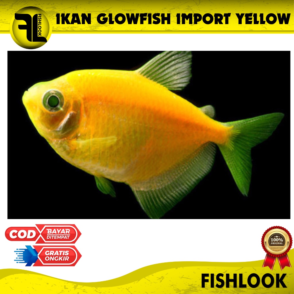 Glo fish tetra import ikan hias aquarium aquascape HARGA MURAH