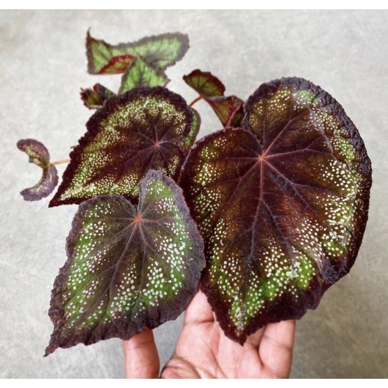 Tanaman hias begonia black knight / Begonia rex green black