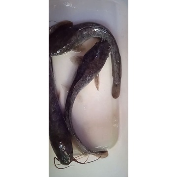 

Lele Segar sudah bersih Tanpa Bumbu / Normal