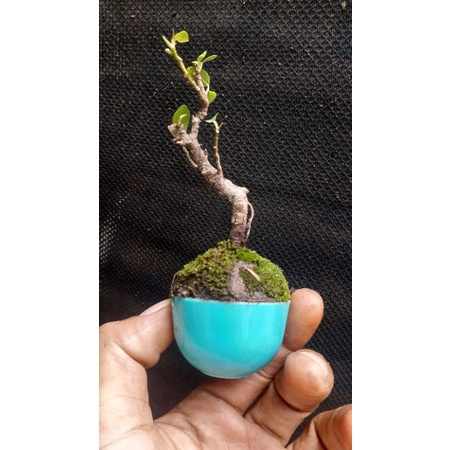 bahan bonsai shito iprik dr biji unik real pict