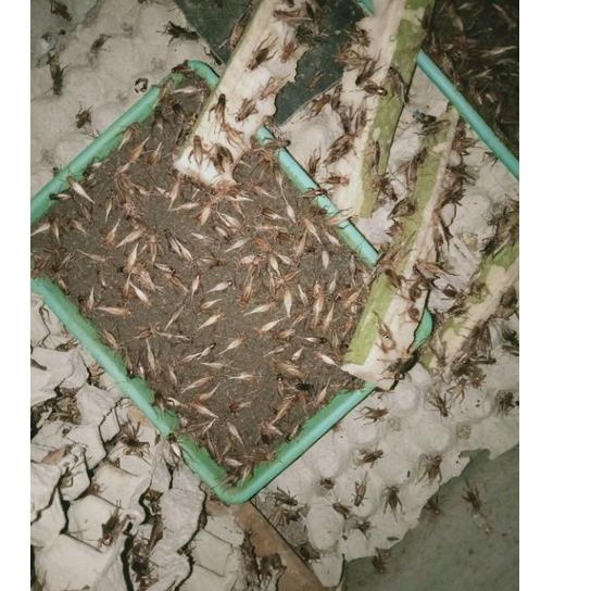 

PROMO SPESIAL telur jangkrik alam murah kwalitas bagus 100gram ! 893