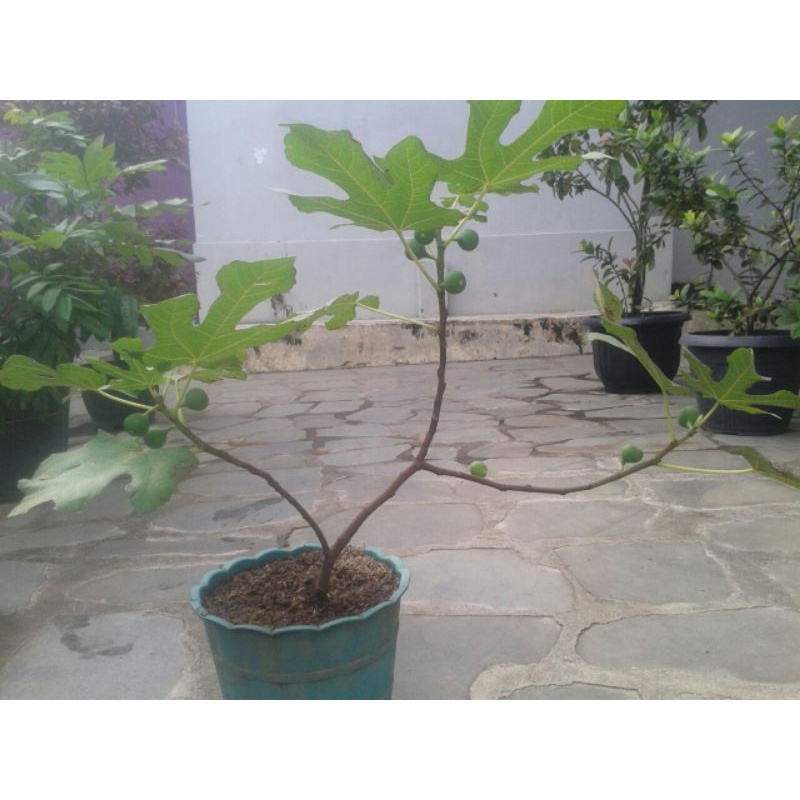 bibit buah tin cangkokan cepat berbuah kualitas super