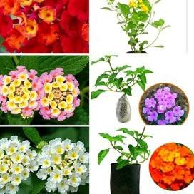 ⇚ Tanaman Bunga Lantana - Bibit Tanaman Hias Lantana pastazensis - bibit Lantana hidup dan berakar ら