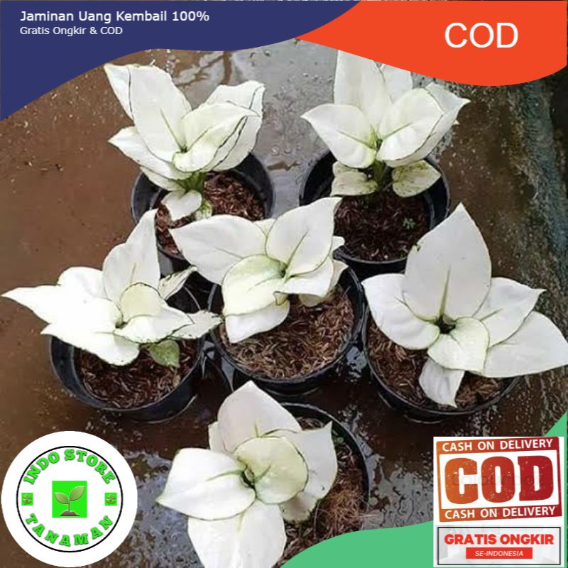 Aglonema super white tisu /Daun 7-8