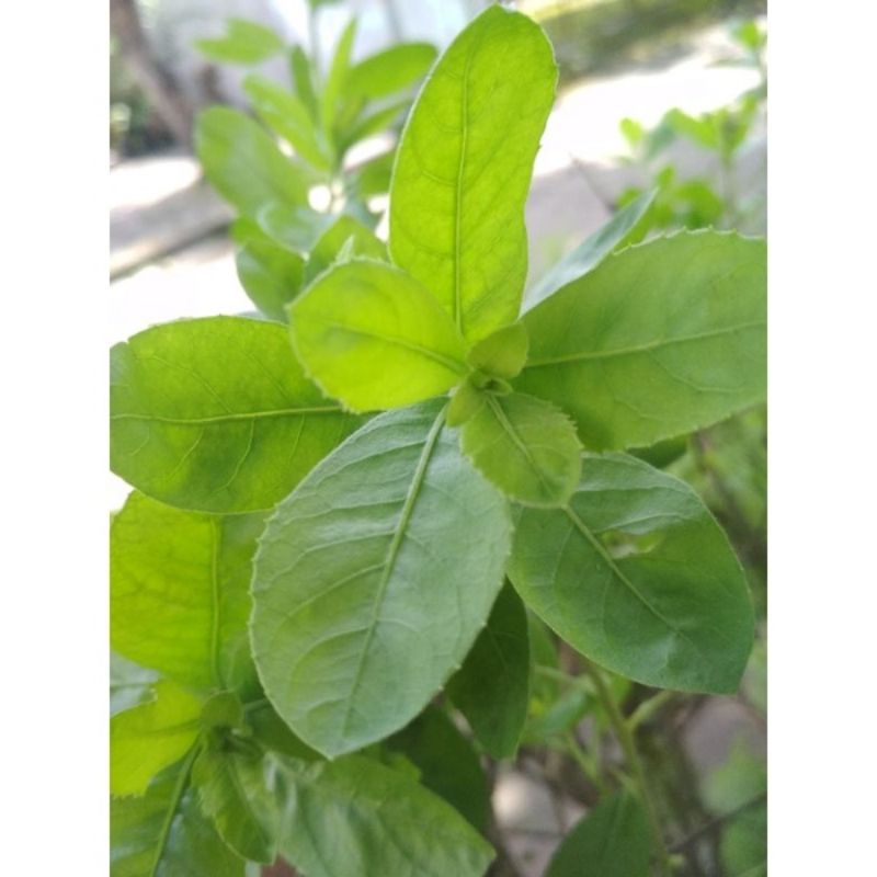 

Daun Beluntas Luntas Segar 100 gr