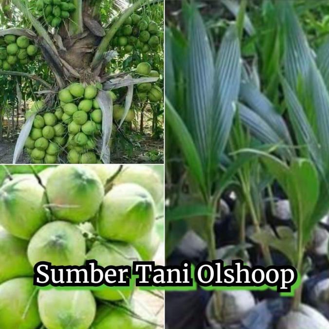 Bibit Tanaman kelapa ijo hibrida pohon kelapa ijo obat hibrida