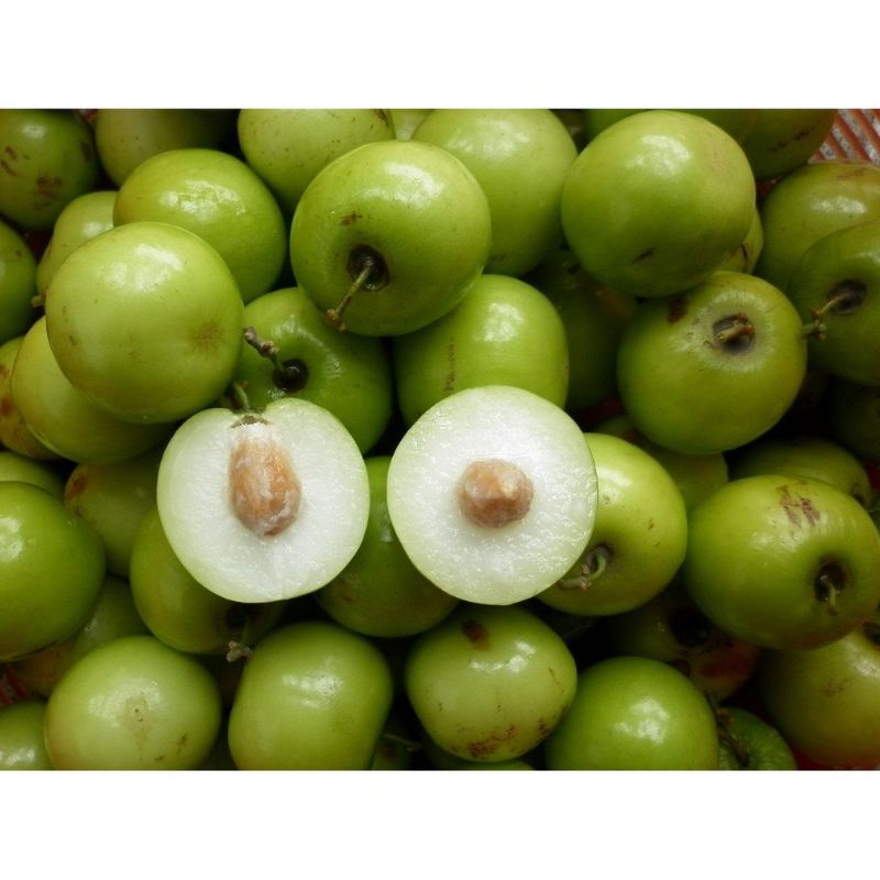 

BUAH BIDARA ARAB SEGAR [ Fresh Petik Dari Pohon ] / widara / Bekul / kalangga Murah Bisa Cod