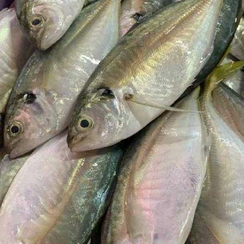 

Ikan Kembung Como 100gr, Sameday Instan Delivery Jogja