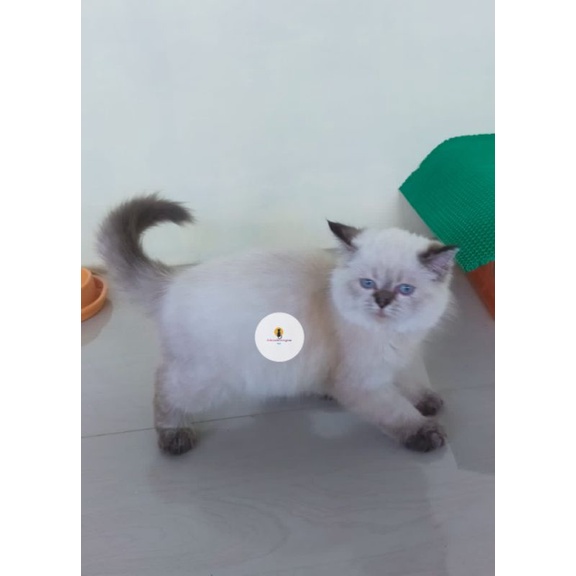 Jual Kucing Persia Himalaya Terlengkap & Harga Terbaru Januari 2023