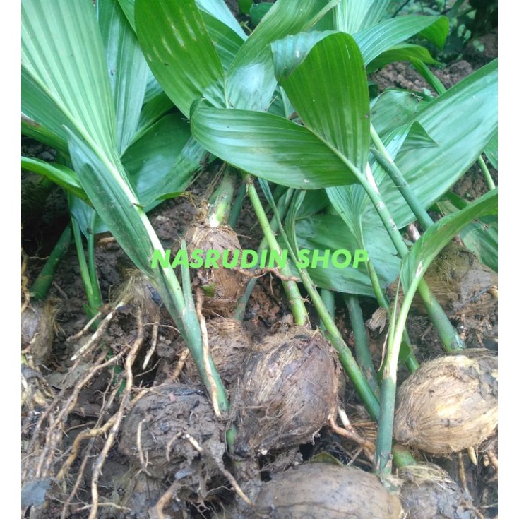 

[Fresh] BIBIT PINANG 20 POHON / BIBIT BUAH PINANG CABUTAN / BIBIT JAMBE BUKAN PINANG BATARA SIAP