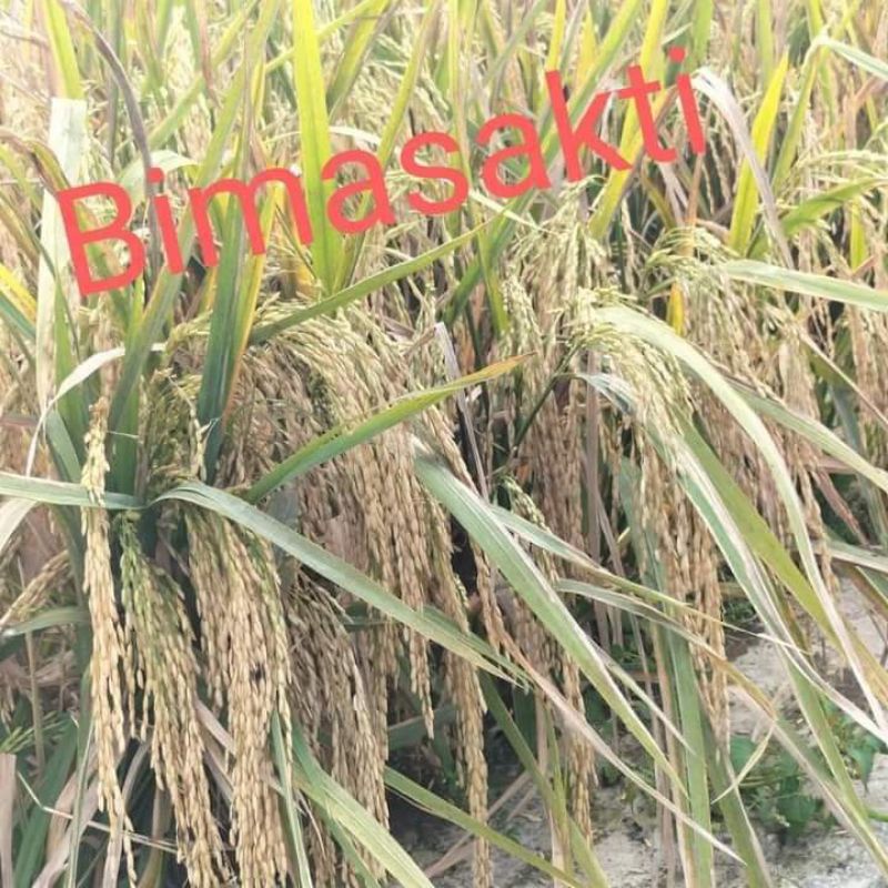 benih padi bima sakti 1kg