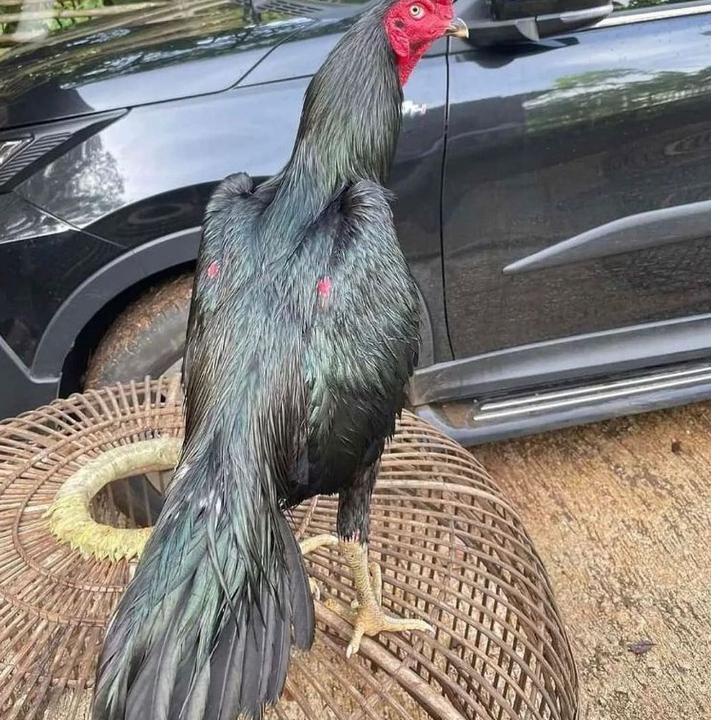 Terlaku... telur ayam Bangkok ekor lidi 04