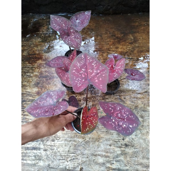 keladi / caladium DOH (deep of heart)