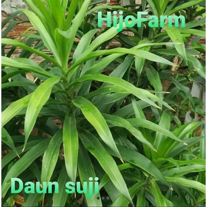 

Daun Suji Segar 100 Gr