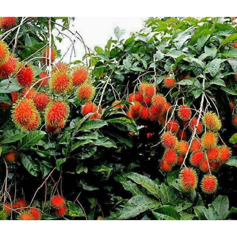 

Ready Buah Rambutan Binjai Asli Segar Baru Metik 1Kg