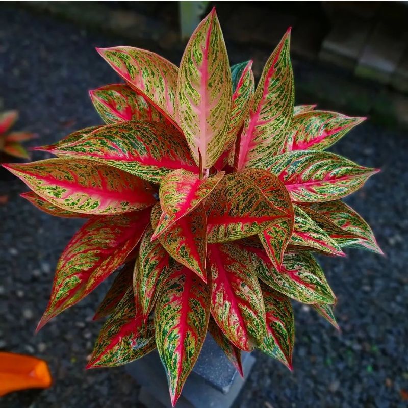 Aglonema Legacy Merah / Bunga Aglonema Legacy Merah Murah BUKAN BONGGOL