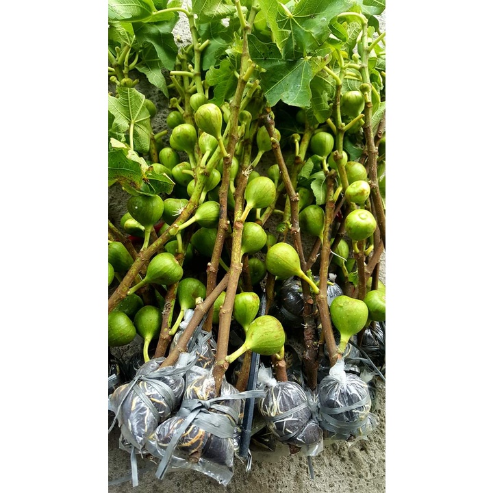Bibit Buah Tin Fresh Cangkok Sudah Berbuah