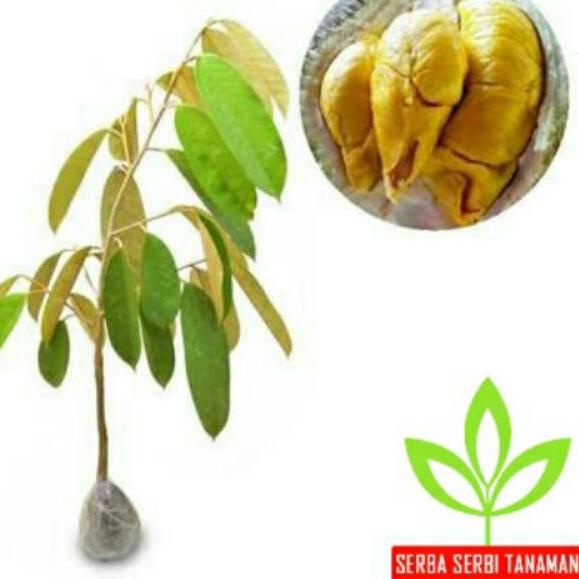 

EXCLUSIVE!Bibit tanaman buah durian musangking|SQ5