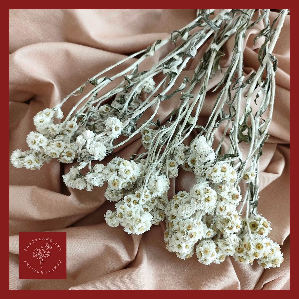 Dried Premium Edelweiss Bunga Kering Import Asli Hias Dekorasi Pajangan