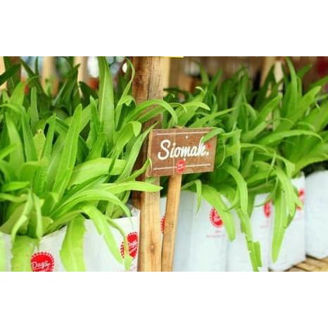 150 Benih Selada hijau Wangi Siomak / fumak sayuran hidroponik