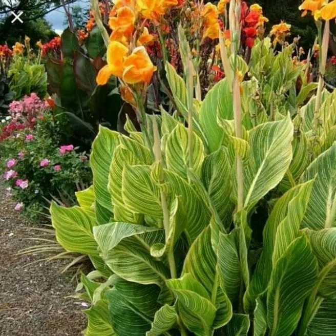 Tanaman hias pisang cana/tanaman pisang cana/pohon pisang cana/tanaman hias hidup