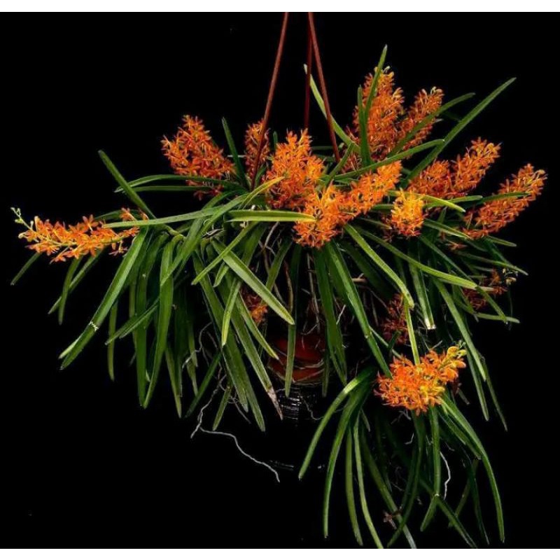 Anggrek vanda mini asco rumpun