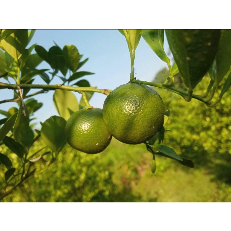 

jeruk songkit/jeruk peras