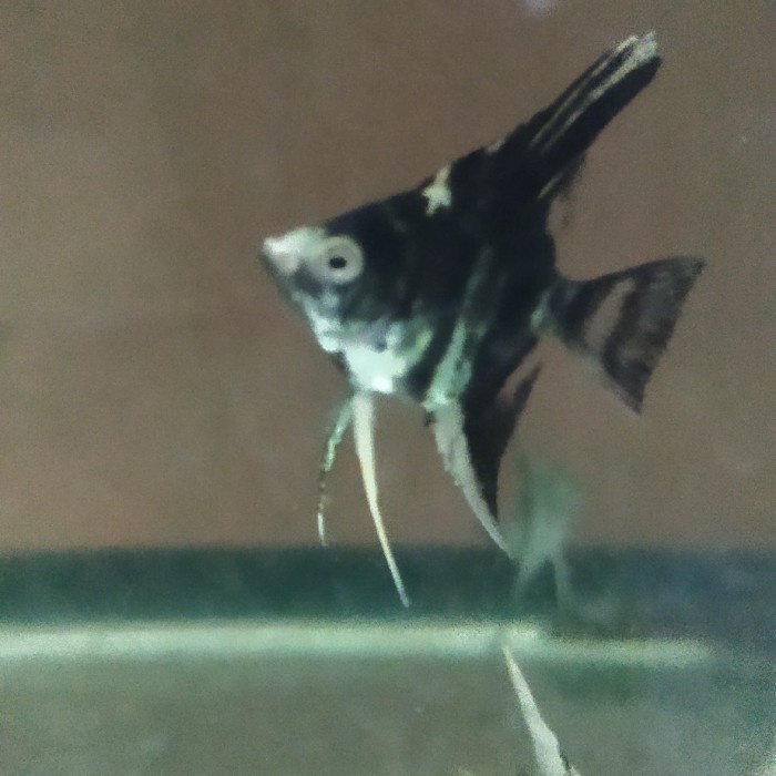 Ikan Manfish BlackWhite 3cm Body Penghias Aquarium Aquascape GojekOnly