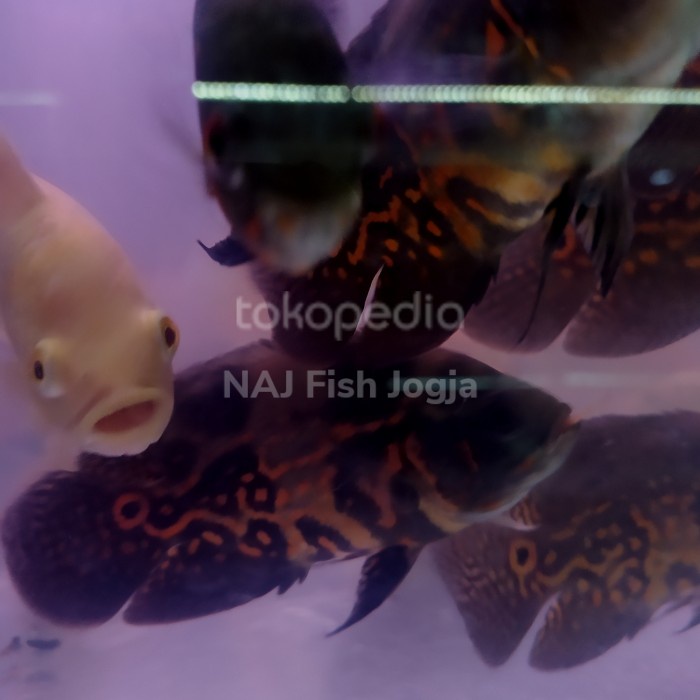 Ikan Oscar Tiger Hitam 10-12cm Penghias Aquarium Aquascape Gojek Only