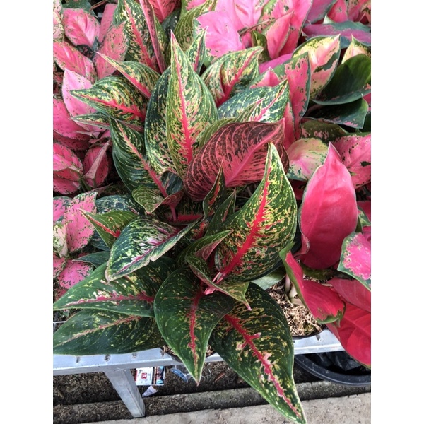 Aglaonema Hot lady Jumbo Lokal