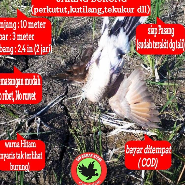 (U-E-O-➸) JARING BURUNG PERKUTUT JALA PERKUTUT LOKAL JARING PIKAT KUTUT JARING JEBAK PERKUTUT JALA J