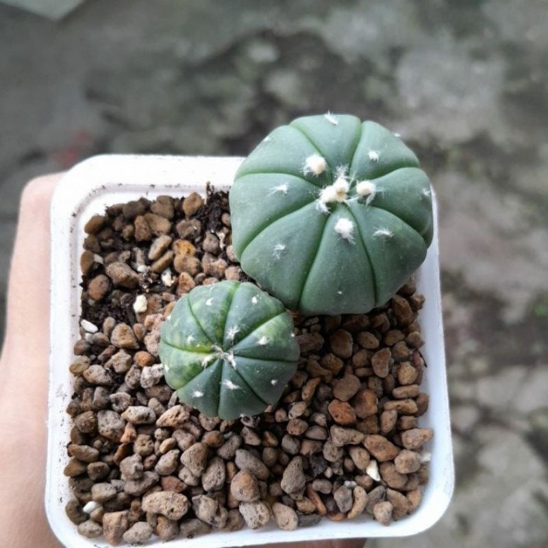 Astrophytum asterias var 2 pcs