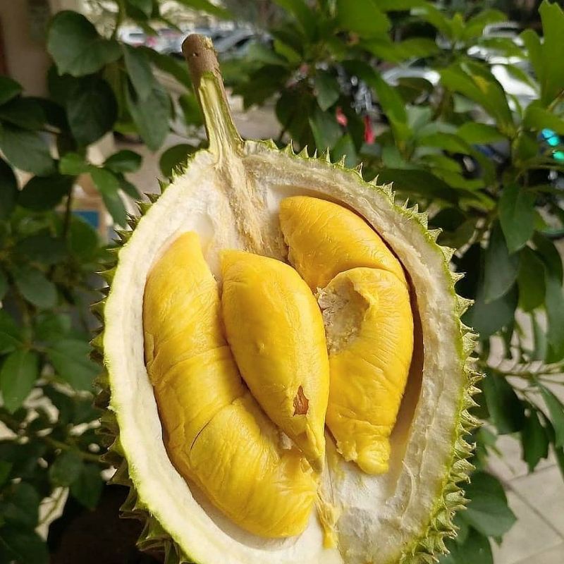 Bibit Durian musangking ukuran 1 meter batang besar siap berbuah